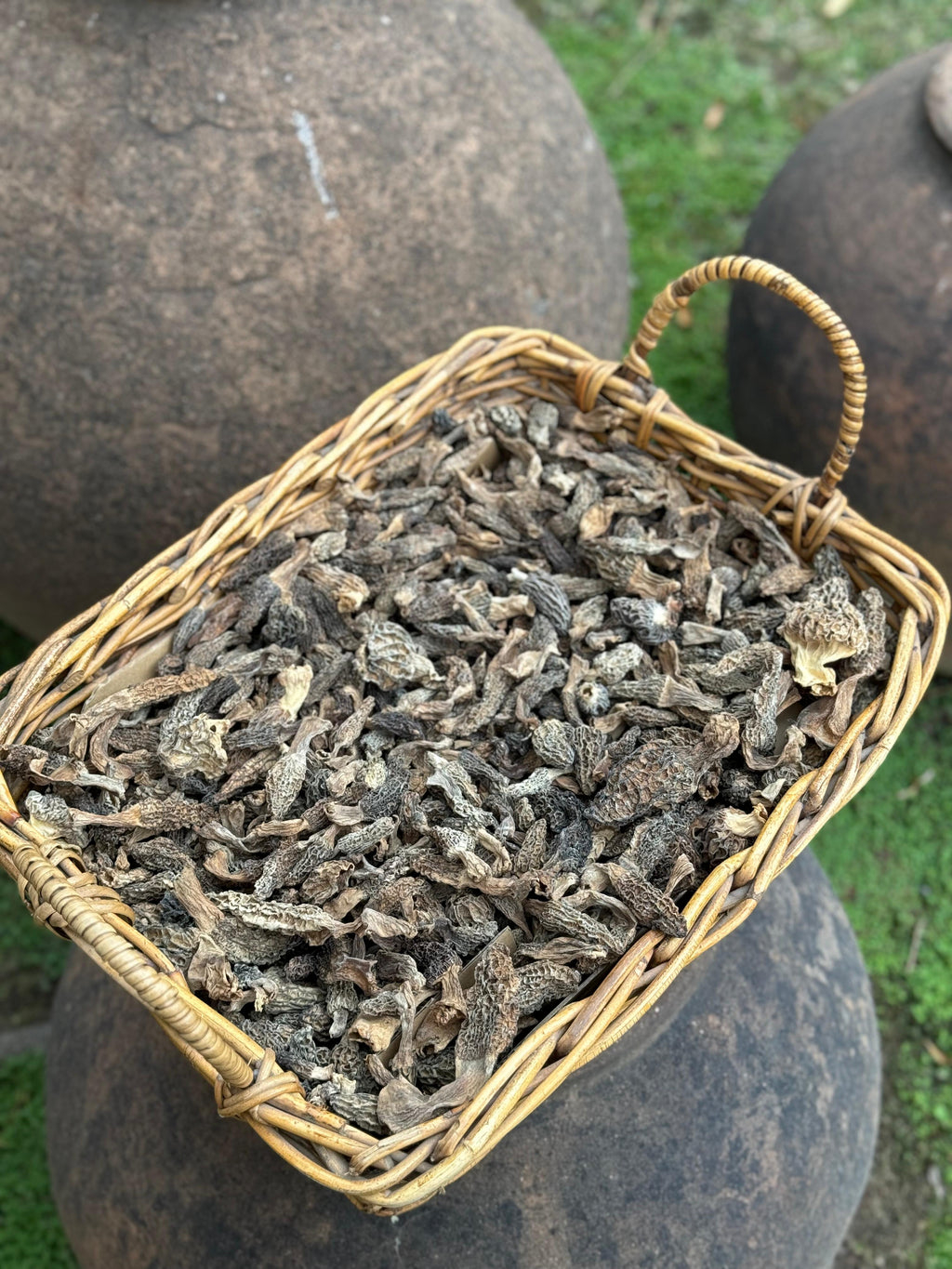 Morchella Granel
